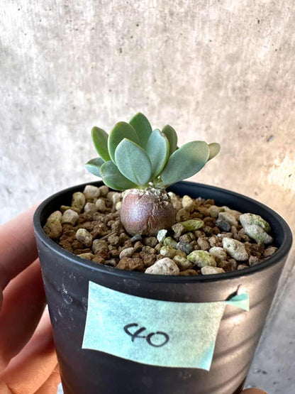 【現品限り】オトンナ・カカリオイデス ピグマエア【E40】 Othonna