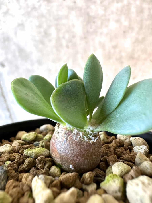 【現品限り】オトンナ・カカリオイデス ピグマエア【E40】 Othonna