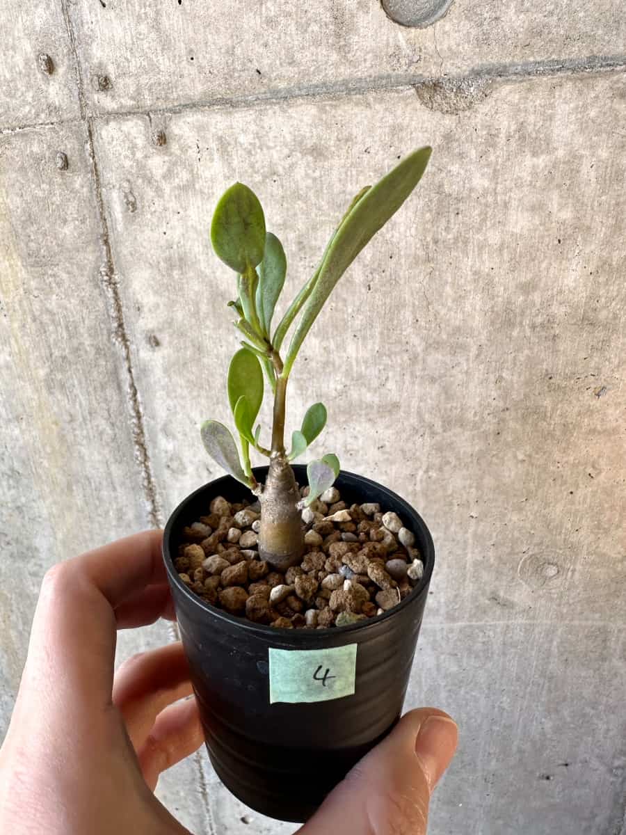 【現品限り】オトンナ・マクロスペルマ【E4】 Othonna macrosperma