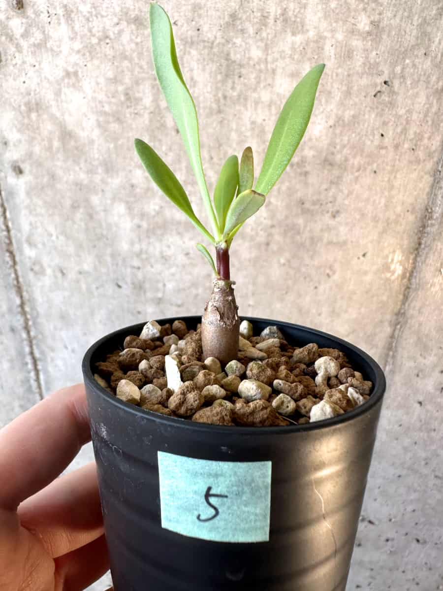 【現品限り】オトンナ・マクロスペルマ【E5】 Othonna macrosperma
