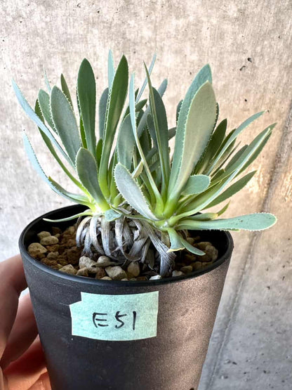 【現品限り】オトンナ・レトロルサ【E51】 Othonna