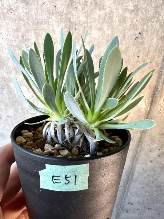 【現品限り】オトンナ・レトロルサ【E51】 Othonna