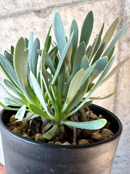 【現品限り】オトンナ・レトロルサ【E51】 Othonna