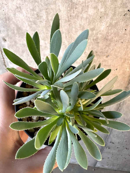 【現品限り】オトンナ・レトロルサ【E51】 Othonna