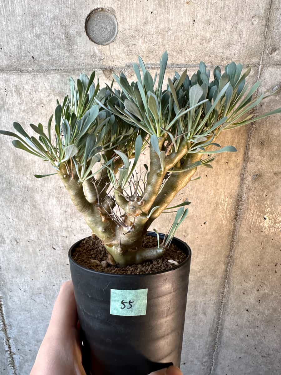 【現品限り】オトンナ・ユーフォルビオイデス【E55】 Othonna euphorbioides