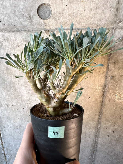 【現品限り】オトンナ・ユーフォルビオイデス【E55】 Othonna euphorbioides