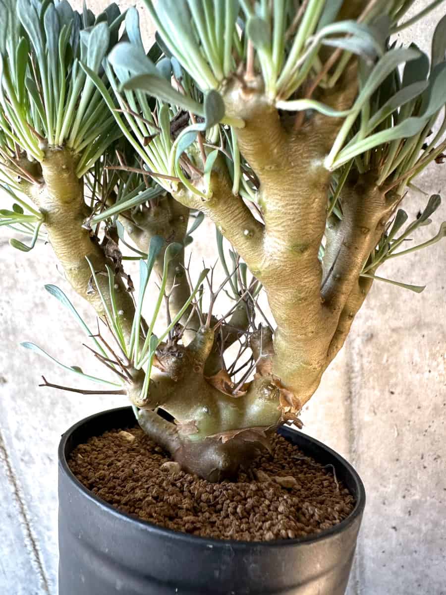【現品限り】オトンナ・ユーフォルビオイデス【E55】 Othonna euphorbioides