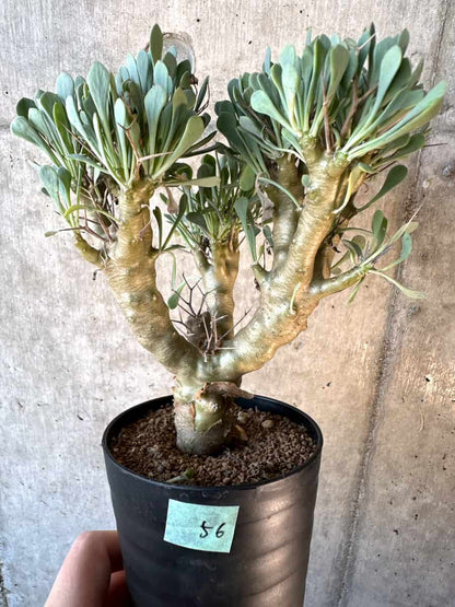 【現品限り】オトンナ・ユーフォルビオイデス【E56】 Othonna euphorbioides