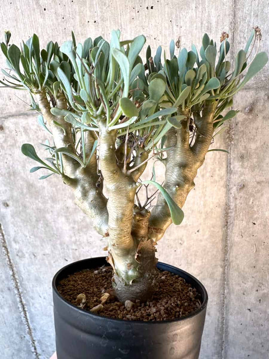【現品限り】オトンナ・ユーフォルビオイデス【E56】 Othonna euphorbioides
