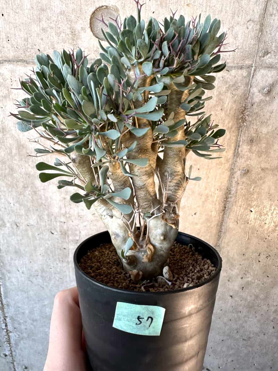 【現品限り】オトンナ・ユーフォルビオイデス【E57】 Othonna euphorbioides