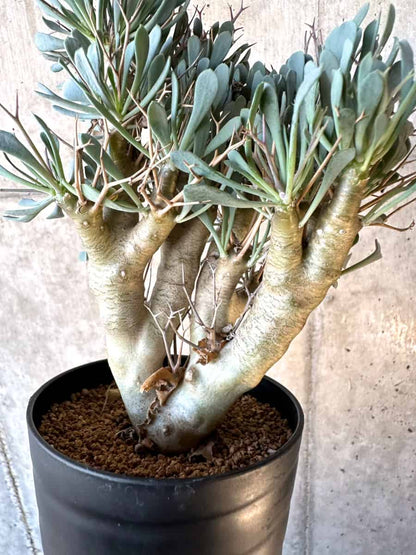 【現品限り】オトンナ・ユーフォルビオイデス【E57】 Othonna euphorbioides