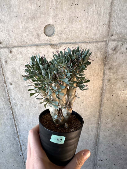 【現品限り】オトンナ・ユーフォルビオイデス【E57】 Othonna euphorbioides