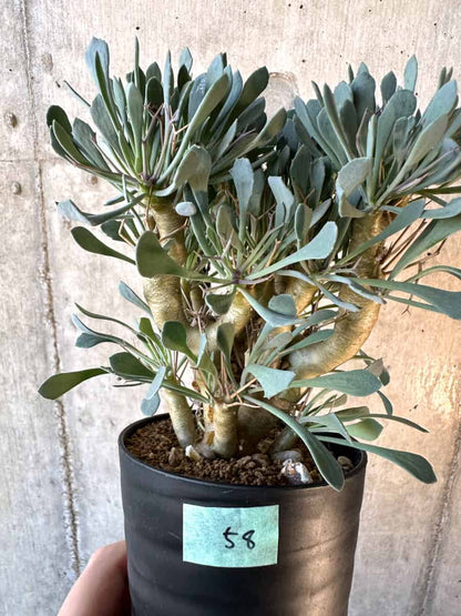 【現品限り】オトンナ・ユーフォルビオイデス【E58】 Othonna euphorbioides