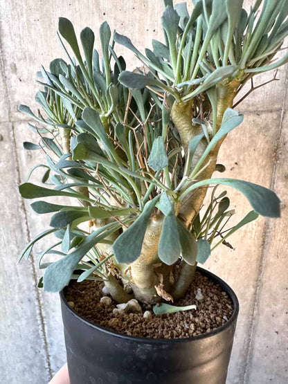 【現品限り】オトンナ・ユーフォルビオイデス【E58】 Othonna euphorbioides