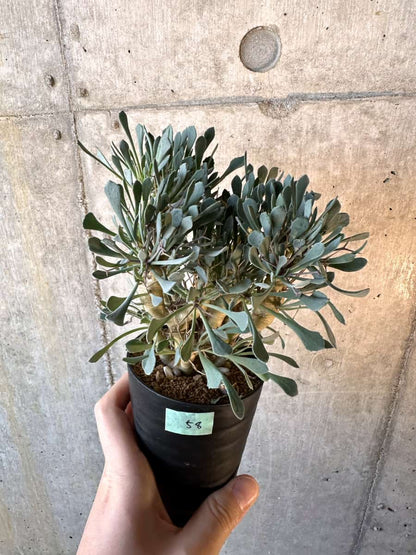 【現品限り】オトンナ・ユーフォルビオイデス【E58】 Othonna euphorbioides