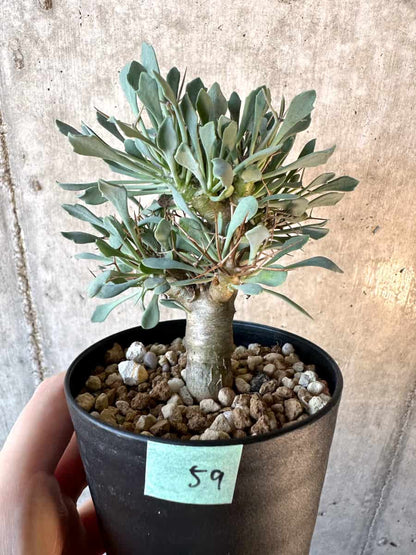 【現品限り】オトンナ・ユーフォルビオイデス【E59】 Othonna euphorbioides