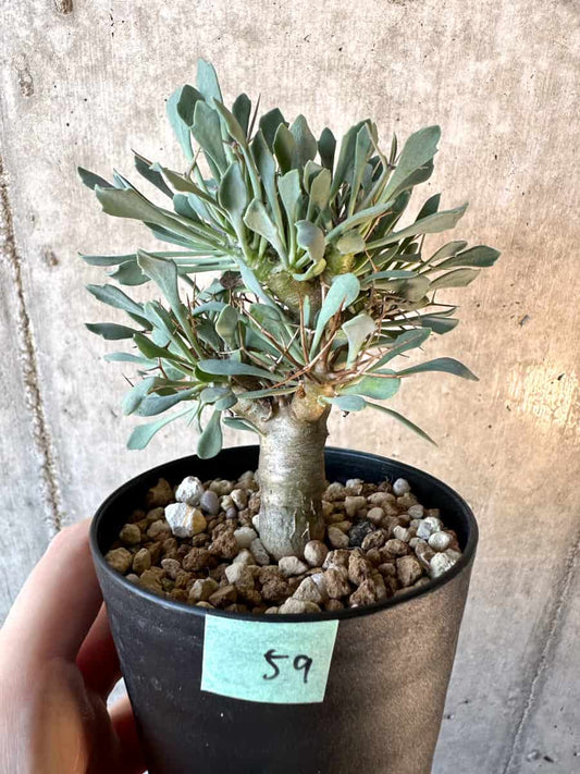 【現品限り】オトンナ・ユーフォルビオイデス【E59】 Othonna euphorbioides