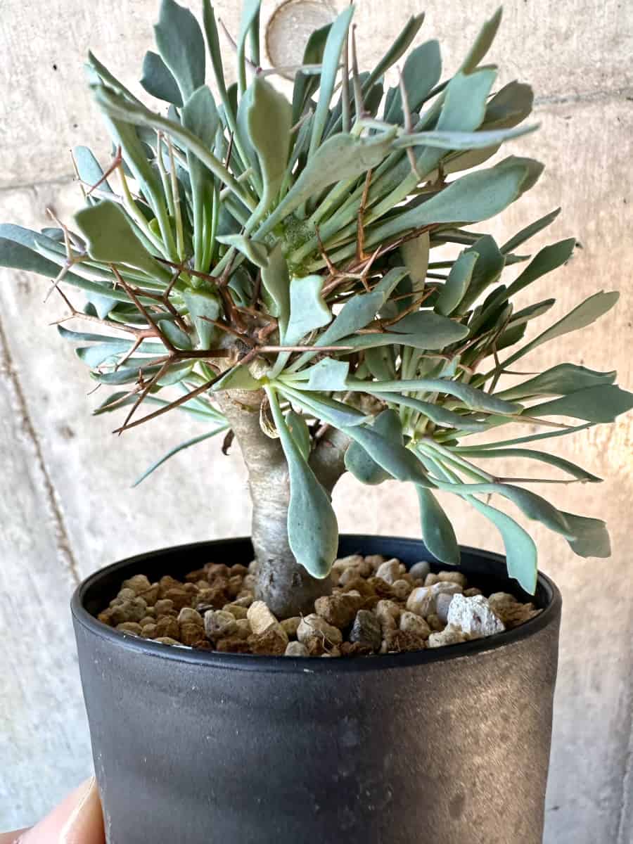 【現品限り】オトンナ・ユーフォルビオイデス【E59】 Othonna euphorbioides