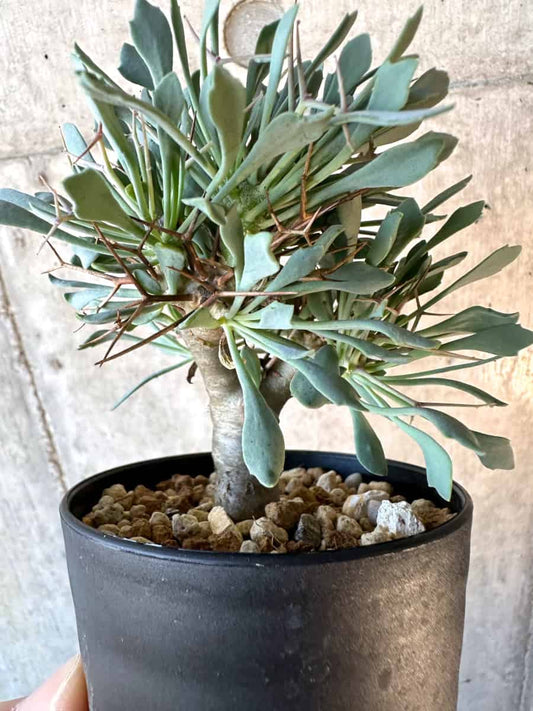 【現品限り】オトンナ・ユーフォルビオイデス【E59】 Othonna euphorbioides