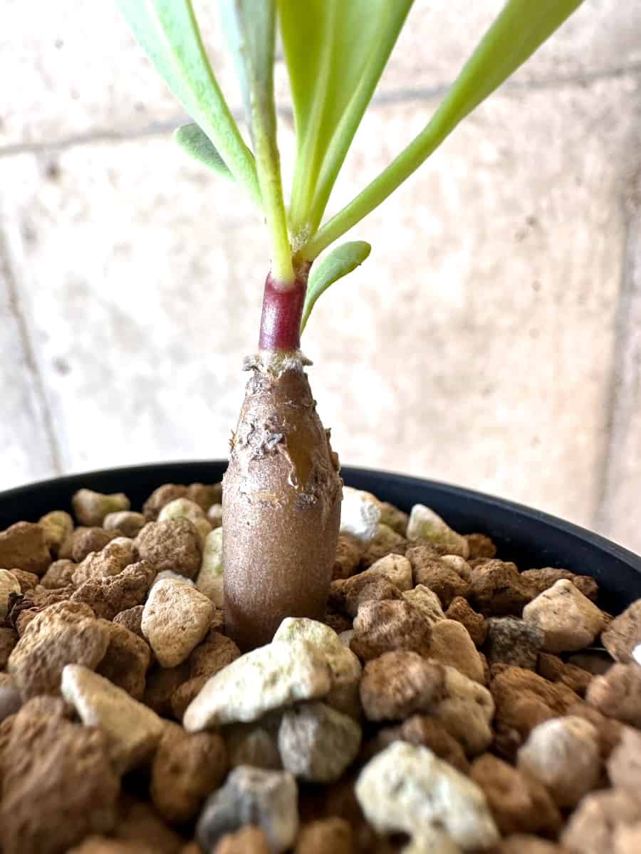 【現品限り】オトンナ・マクロスペルマ【E5】 Othonna macrosperma