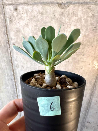 【現品限り】オトンナ・ユーフォルビオイデス【E6】 Othonna euphorbioides