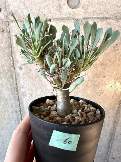 【現品限り】オトンナ・ユーフォルビオイデス【E60】 Othonna euphorbioides