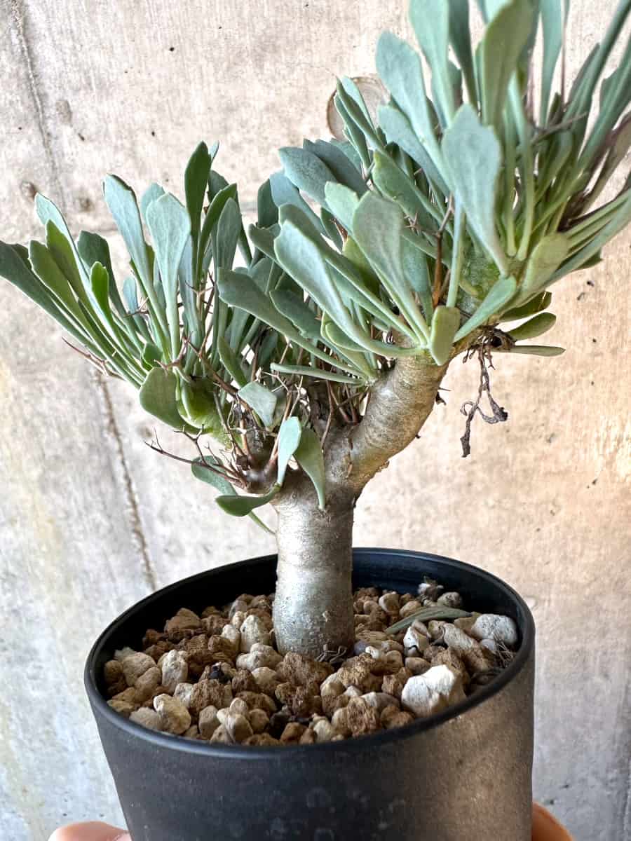 【現品限り】オトンナ・ユーフォルビオイデス【E60】 Othonna euphorbioides