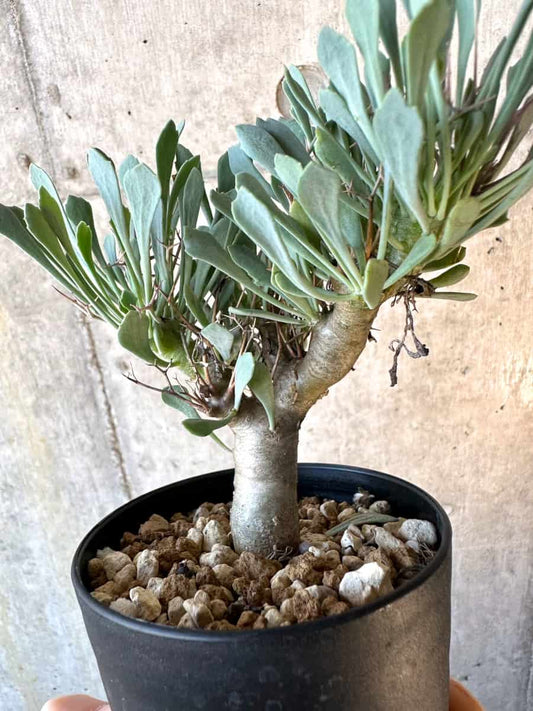 【現品限り】オトンナ・ユーフォルビオイデス【E60】 Othonna euphorbioides