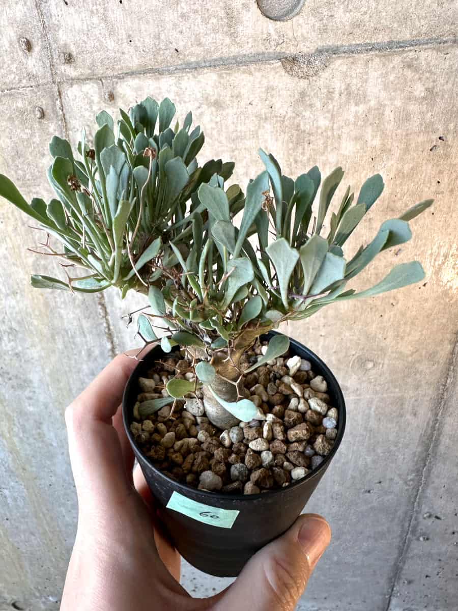 【現品限り】オトンナ・ユーフォルビオイデス【E60】 Othonna euphorbioides