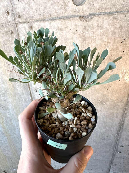 【現品限り】オトンナ・ユーフォルビオイデス【E60】 Othonna euphorbioides