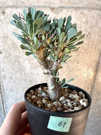 【現品限り】オトンナ・ユーフォルビオイデス【E61】 Othonna euphorbioides