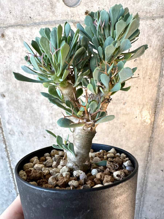 【現品限り】オトンナ・ユーフォルビオイデス【E61】 Othonna euphorbioides
