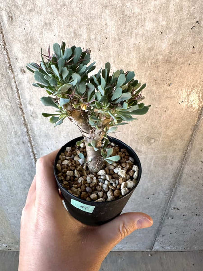 【現品限り】オトンナ・ユーフォルビオイデス【E61】 Othonna euphorbioides