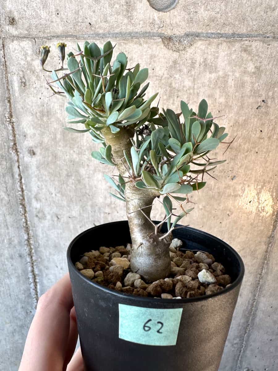 【現品限り】オトンナ・ユーフォルビオイデス【E62】 Othonna euphorbioides