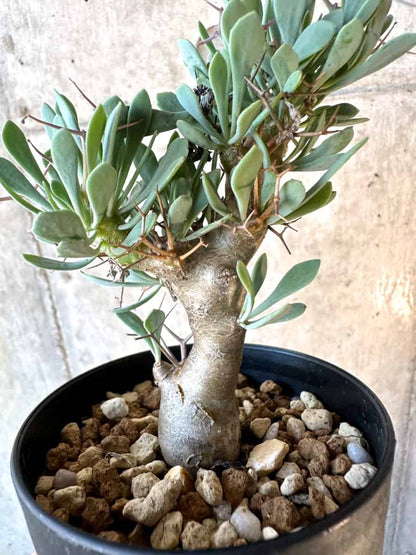 【現品限り】オトンナ・ユーフォルビオイデス【E62】 Othonna euphorbioides