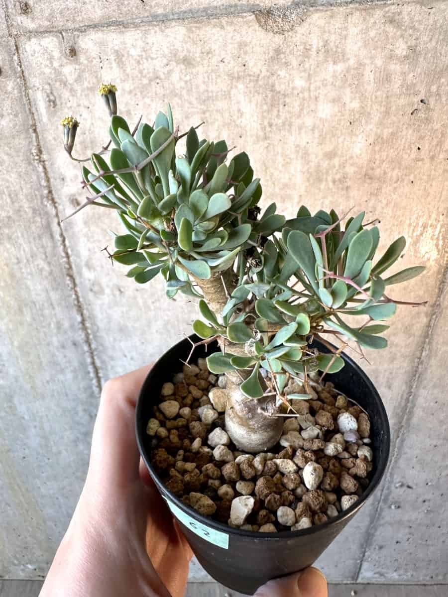 【現品限り】オトンナ・ユーフォルビオイデス【E62】 Othonna euphorbioides