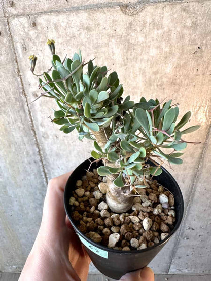 【現品限り】オトンナ・ユーフォルビオイデス【E62】 Othonna euphorbioides