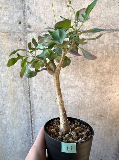 【現品限り】オトンナ・トリプリネルビア【E66】 Othonna