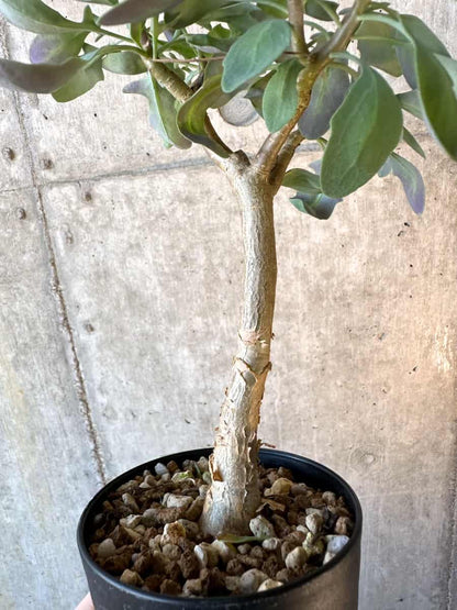 【現品限り】オトンナ・トリプリネルビア【E66】 Othonna