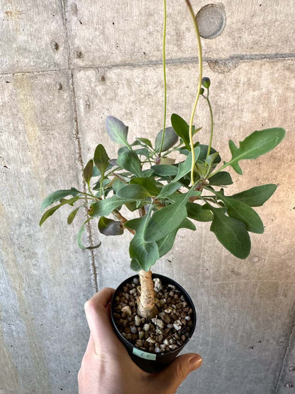 【現品限り】オトンナ・トリプリネルビア【E66】 Othonna