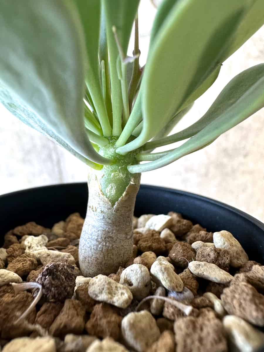 【現品限り】オトンナ・ユーフォルビオイデス【E6】 Othonna euphorbioides