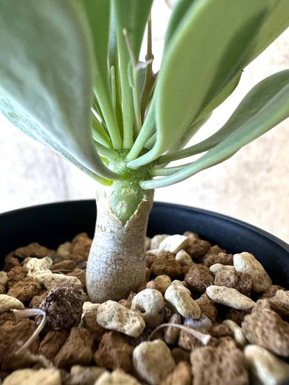 【現品限り】オトンナ・ユーフォルビオイデス【E6】 Othonna euphorbioides