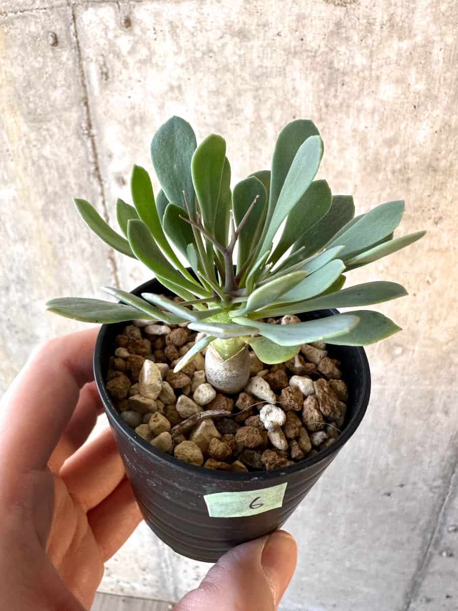 【現品限り】オトンナ・ユーフォルビオイデス【E6】 Othonna euphorbioides