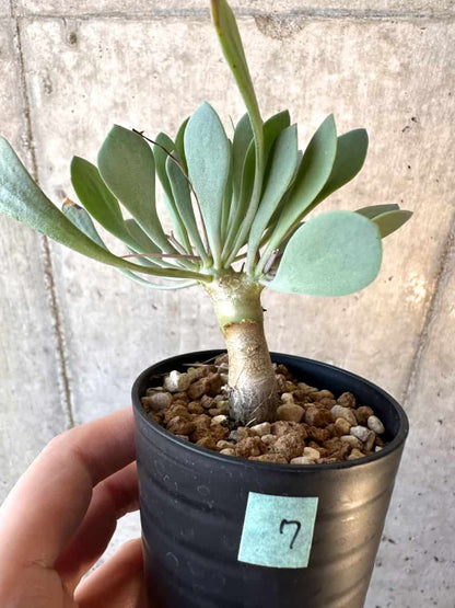 【現品限り】オトンナ・ユーフォルビオイデス【E7】 Othonna euphorbioides