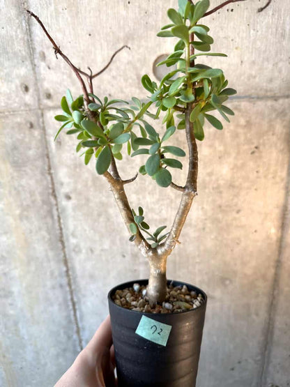 【現品限り】オトンナ・アルブスクラ【E72】 Othonna arbuscula