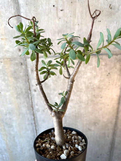 【現品限り】オトンナ・アルブスクラ【E72】 Othonna arbuscula