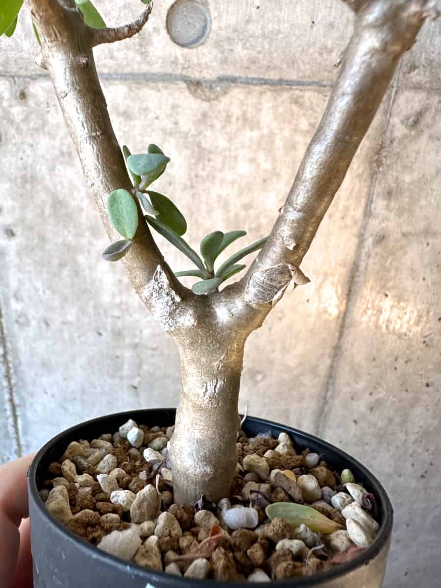 【現品限り】オトンナ・アルブスクラ【E72】 Othonna arbuscula