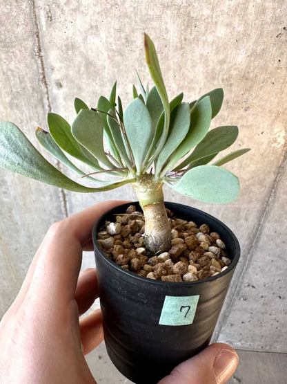 【現品限り】オトンナ・ユーフォルビオイデス【E7】 Othonna euphorbioides