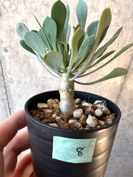 【現品限り】オトンナ・ユーフォルビオイデス【E8】 Othonna euphorbioides
