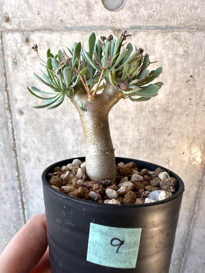 【現品限り】オトンナ・ユーフォルビオイデス【E9】 Othonna euphorbioides